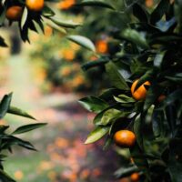 Bougie Parfumée Citrus Viridi - Agrumes verts et amères - Thumbnail Image 2