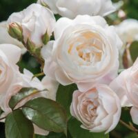 Bougie Parfumée Amare - Rose Anglaise - Thumbnail Image 2